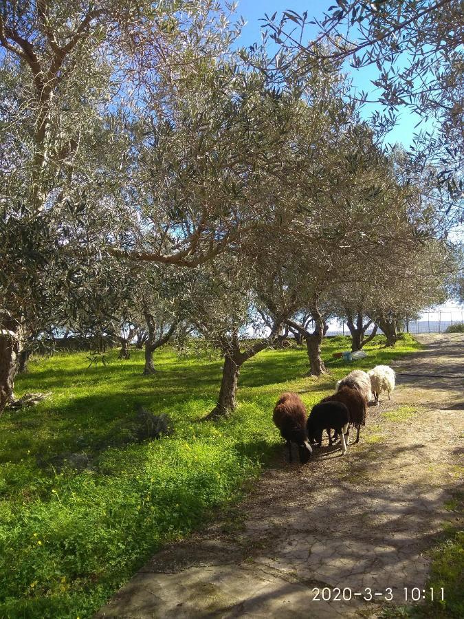 Apartament Ktima Tzamika Episkopi-Chania Zewnętrze zdjęcie