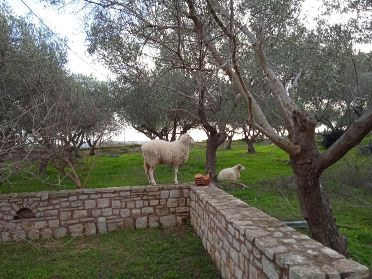 Apartament Ktima Tzamika Episkopi-Chania Zewnętrze zdjęcie